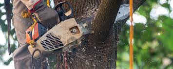 Why Choose Our Tree Removal Services in Carpinteria, CA?