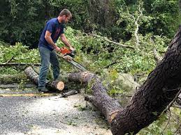 Best Stump Grinding and Removal  in Rpinteria, CA