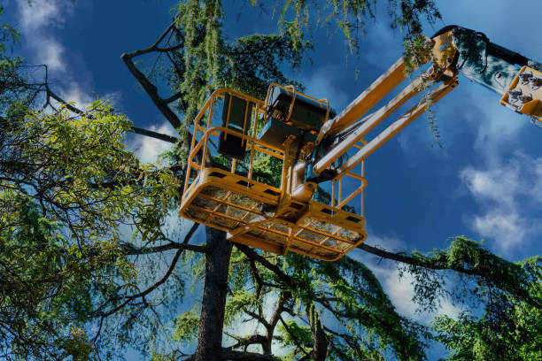 Carpinteria, CA  Tree Services Company