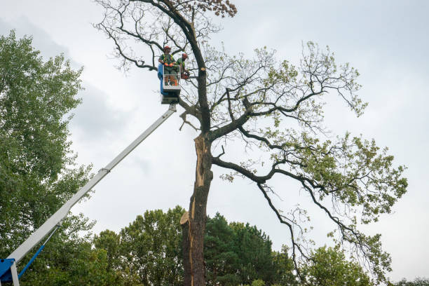 Best Fruit Tree Pruning  in Rpinteria, CA