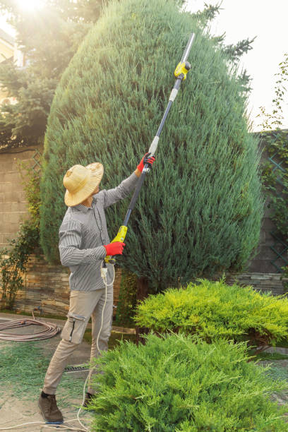 Best Tree Trimming and Pruning  in Rpinteria, CA